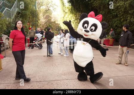 230205 -- SAN DIEGO, 5 febbraio 2023 -- Un membro del personale si veste da panda per celebrare il Capodanno cinese allo zoo di San Diego, a San Diego, California, Stati Uniti, il 4 febbraio, 2023. lo zoo di San Diego, che ospita il maggior numero di visitatori annuali tra gli zoo degli Stati Uniti, ha dato il via a un evento speciale di due giorni il sabato per celebrare il capodanno cinese. Foto di / Xinhua U.S.-SAN DIEGO-CHINESE NEW YEAR CELEBRATION ZengxHui PUBLICATIONxNOTxINxCHN Foto Stock