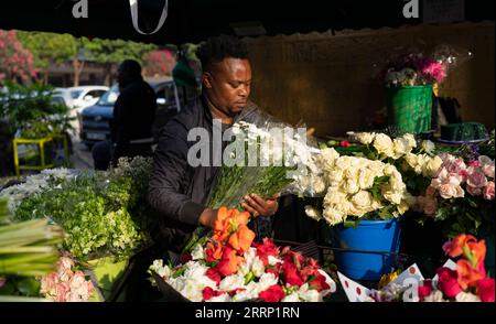 230211 -- NAIROBI, 11 febbraio 2023 -- Un venditore smista fiori per essere venduto in un mercato di fiori a Nairobi, Kenya, 9 febbraio 2023. Il prossimo San Valentino è molto venerato in Kenya, dove gli amanti, vecchi e giovani, si viziano con regali sontuosi, tra cui fiori, cene, abbigliamento e festività esotiche. Centinaia di fioristi che frequentano l'imponente mercato cittadino di Nairobi spesso fanno piani di emergenza per garantire che gli amanti siano riforniti di rose rosse fresche e aromatiche. PER ANDARE CON la caratteristica: I fornitori di fiori kenioti sperano per San Valentino, nonostante le pressioni inflazionistiche, KENYA-FLOWER INDUSTR Foto Stock