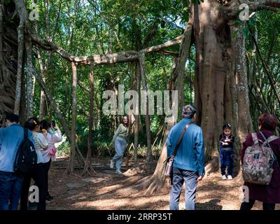 230214 -- XISHUANGBANNA, 14 febbraio 2023 -- i turisti sono fotografati presso il giardino botanico tropicale Xishuangbanna dell'Accademia cinese delle scienze CAS nella contea di Mengla, prefettura autonoma di Xishuangbanna dai, provincia dello Yunnan della Cina sud-occidentale, 12 febbraio 2023. Xishuangbanna ha ricevuto oltre 2,7175 milioni di visite durante la festa del Festival di Primavera di quest'anno, in aumento del 554,51% anno dopo anno, secondo il dipartimento di cultura e turismo locale. CINA-YUNNAN-XISHUANGBANNA-TURISMO CN ChenxXinbo PUBLICATIONxNOTxINxCHN Foto Stock