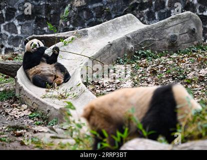 Entertainment Bilder des Tages 230215 -- CHENGDU, 15 febbraio 2023 -- Un panda gigante si nutre di bambù alla base Dujiangyan del China Conservation and Research Center for Giant Panda a Dujiangyan, nella provincia del Sichuan della Cina sud-occidentale, 15 febbraio 2023. CHINA-SICHUAN-CHENGDU-PANDA GIGANTI CN WANGXXI PUBLICATIONXNOTXINXCHN Foto Stock