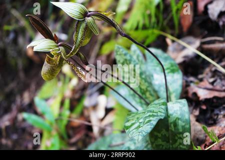 230304 -- KUNMING, 4 marzo 2023 -- questa foto scattata il 27 febbraio 2023 mostra un Paphiopedilum wardii Summerhayes nei monti Gaoligong nella provincia dello Yunnan della Cina sud-occidentale. Gli scienziati cinesi hanno trovato una rara specie di piante Paphiopedilum wardii Summerhayes nella provincia dello Yunnan nella Cina sud-occidentale. È l'unica popolazione selvatica conosciuta di tali piante in Cina. DA ABBINARE A rare specie di orchidee trovate in Cina nello Yunnan foto di /Xinhua CHINA-YUNNAN-RARE PLANT-DISCOVERY CN ShenxXiuying PUBLICATIONxNOTxINxCHN Foto Stock