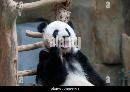 230311 -- KUALA LUMPUR, 11 marzo 2023 -- questa foto scattata l'11 marzo 2023 mostra il panda gigante Yi Yi allo Zoo Negara vicino a Kuala Lumpur, Malesia. Il Giant Panda Conservation Center nello zoo di Negara vicino a Kuala Lumpur è attualmente sede di una famiglia di quattro persone, tra cui il padre del panda gigante Xing Xing, la madre Liang Liang e le loro figlie Yi Yi e Sheng Yi. Foto di /Xinhua MALAYSIA-KUALA LUMPUR-PANDA ChongxVoonxChung PUBLICATIONxNOTxINxCHN Foto Stock