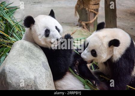230311 -- KUALA LUMPUR, 11 marzo 2023 -- panda gigante Liang Liang L e Sheng Yi mangiano foglie di bambù allo Zoo Negara vicino a Kuala Lumpur, Malesia, 11 marzo 2023. Il Giant Panda Conservation Center nello zoo di Negara vicino a Kuala Lumpur è attualmente sede di una famiglia di quattro persone, tra cui il padre del panda gigante Xing Xing, la madre Liang Liang e le loro figlie Yi Yi e Sheng Yi. Foto di /Xinhua MALAYSIA-KUALA LUMPUR-PANDA ChongxVoonxChung PUBLICATIONxNOTxINxCHN Foto Stock