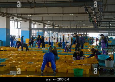 230313 -- FUKUSHIMA, 13 marzo 2023 -- questa foto scattata l'8 marzo 2023 mostra un mercato del pesce nella città di Soma, prefettura di Fukushima, Giappone. Colpita da un terremoto di magnitudo-9,0 e dal conseguente tsunami che colpì il nord-est del Giappone l'11 marzo 2011, la centrale ha subito un crollo del nucleo, causando un incidente nucleare di livello 7, il più alto della scala internazionale degli eventi nucleari e radiologici. Dodici anni dopo l'incidente del 2011 che ha traumatizzato l'industria della pesca di Fukushima, i pescatori locali stanno ancora lottando per la ripresa. Mentre il Giappone procede con lo scarico di tonnellate di acque reflue nucleari contaminate Foto Stock