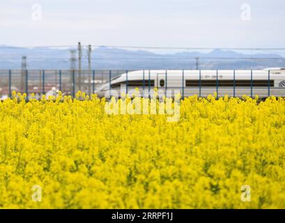 230318 -- HANZHONG, 18 marzo 2023 -- questa foto scattata il 17 marzo 2023 mostra un treno ad alta velocità che passa davanti a un campo di fiori di cole nella contea di Yangxian della città di Hanzhong, nella provincia dello Shaanxi della Cina nordoccidentale. Man mano che la temperatura aumenta gradualmente, i fiori di cole in piena fioritura hanno attirato molti turisti a Hanzhong. Negli ultimi anni, la rivitalizzazione rurale di Hanzhong è stata fortemente promossa dallo sviluppo dell'agricoltura ecologica e del turismo. Foto di /Xinhua CHINA-SHAANXI-HANZHONG-COLE FLOWERS CN ZouxJingyi PUBLICATIONxNOTxINxCHN Foto Stock