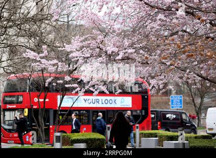 230323 -- LONDRA, 23 marzo 2023 -- Un autobus a due piani passa davanti ai ciliegi in fiore a Londra, in Gran Bretagna, 22 marzo 2023. BRITAIN-LONDON-CHERRY BLOSSOMS LixYing PUBLICATIONxNOTxINxCHN Foto Stock