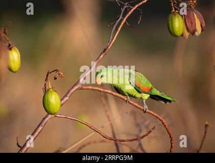 A una pappagallo alato rosso piace nutrirsi delle cialde di semi di Kapok. Territorio del Nord, Australia. Foto Stock