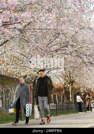 Berlin, Kirschblüte 230406 -- BERLINO, 6 aprile 2023 -- People Walk under Cherry Blossoms in Berlin, Germany, 5 aprile 2023. GERMANIA-BERLIN-CHERRY BLOSSOM RenxPengfei PUBLICATIONxNOTxINxCHN Foto Stock