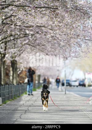 Berlin, Kirschblüte 230406 -- BERLINO, 6 aprile 2023 -- Un cane cammina sotto i fiori di ciliegio a Berlino, Germania, 5 aprile 2023. GERMANIA-BERLIN-CHERRY BLOSSOM RenxPengfei PUBLICATIONxNOTxINxCHN Foto Stock