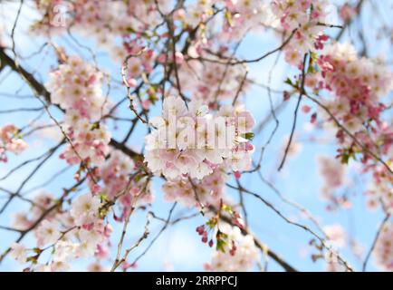 Berlino, Kirschblüte 230406 -- BERLINO, 6 aprile 2023 -- questa foto scattata il 5 aprile 2023 mostra i fiori di ciliegio a Berlino, Germania. GERMANIA-BERLIN-CHERRY BLOSSOM RenxPengfei PUBLICATIONxNOTxINxCHN Foto Stock