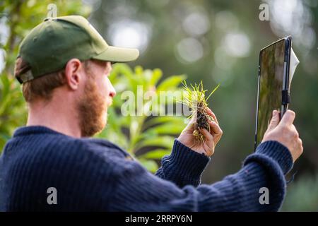 scienziato agronomo agricoltore che guarda campioni di terreno e erba in un campo in primavera. guardando la crescita delle piante e la salute del suolo, utilizzando un telefono e tec Foto Stock