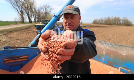 230420 -- MINSK, 20 aprile 2023 -- Un agricoltore mostra semi nel campo nella regione di Minsk, Bielorussia, 19 aprile 2023. Foto di /Xinhua BELARUS-MINSK-FARMING HenadzxZhinkov PUBLICATIONxNOTxINxCHN Foto Stock