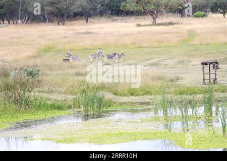 230423 -- HARARE, 23 aprile 2023 -- Zebre sono raffigurate al Mukuvisi Woodlands, alla periferia di Harare, Zimbabwe, 22 aprile 2023. ZIMBABWE-HARARE-MUKUVISI WOODLANDS ZhangxBaoping PUBLICATIONxNOTxINxCHN Foto Stock