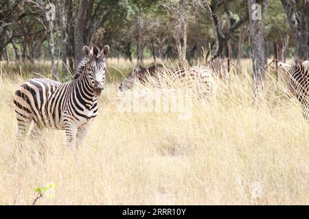 230423 -- HARARE, 23 aprile 2023 -- Zebre sono raffigurate al Mukuvisi Woodlands, alla periferia di Harare, Zimbabwe, 22 aprile 2023. ZIMBABWE-HARARE-MUKUVISI WOODLANDS ZhangxBaoping PUBLICATIONxNOTxINxCHN Foto Stock