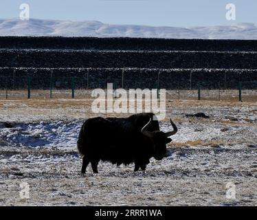 230426 -- PECHINO, 26 aprile 2023 -- Uno yak selvatico è raffigurato a Hoh Xil, nella provincia del Qinghai della Cina nordoccidentale, 20 gennaio 2022. Xinhua titoli: La Cina approva una legge storica per proteggere l'ecosistema dell'altopiano Qinghai-Tibet WangxBo PUBLICATIONxNOTxINxCHN Foto Stock