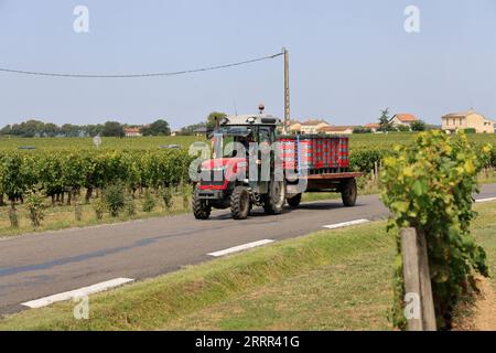 Pomerol. Nelle vigne e nei vigneti del Pomerol. Produzione di vino rosso. Vite e vigneto di vini Bordeaux. Pomerol, Gironde, Francia, Europa. Foto Stock