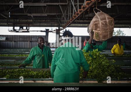 230508 -- NAIROBI, 8 maggio 2023 -- i lavoratori scelgono foglie di tè in una fabbrica di tè vicino a Nairobi, la capitale del Kenya, il 4 maggio 2023. Il Kenya è desideroso di espandere le sue esportazioni di tè verso la Cina al fine di incrementare le entrate del settore. PER ANDARE CON il Kenya prevede di aumentare l'esportazione di tè in Cina PRODUZIONE DI TÈ KENYA-NAIROBI-WangxGuansen PUBLICATIONxNOTxINxCHN Foto Stock