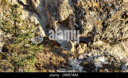 230512 -- ARAXAN, 12 maggio 2023 -- questa foto aerea scattata l'11 maggio 2023 mostra un bharal nella riserva naturale nazionale di Helan Mountain ad Araxan Left Banner, nella regione autonoma della Mongolia interna della Cina settentrionale. CINA-INTERNO MONGOLIA-HELAN MONTAGNA-RISERVA NATURALE-PAESAGGIO CN BEIXHE PUBLICATIONXNOTXINXCHN Foto Stock