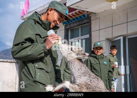 230522 -- PECHINO, 22 maggio 2023 -- Migmar, un ex cacciatore di animali selvatici che è diventato un salvatore di animali selvatici, nutre un bharal salvato presso la stazione di salvataggio della fauna selvatica della riserva naturale nazionale di Qomolangma, nella regione autonoma Tibet della Cina sud-occidentale, 14 marzo 2023. Xinhua titoli: Da conflitto a coesistenza: La Cina vede cambiare le relazioni uomo-fauna SunxFei PUBLICATIONxNOTxINxCHN Foto Stock