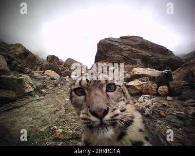 230522 -- LHASA, 22 maggio 2023 -- questa foto scattata da una telecamera a infrarossi mostra un leopardo delle nevi nella riserva del Monte Qomolangma nella regione autonoma del Tibet nel sud-ovest della Cina. PER ANDARE CON oltre 100 leopardi neve stimati nella riserva di Qomolangma Qomolangma Snow Leopard Protection Center/Handout via Xinhua CHINA-TIBET-QOMOLANGMA-SNOW LEOPARD CN CaoxBin PUBLICATIONxNOTxINxCHN Foto Stock