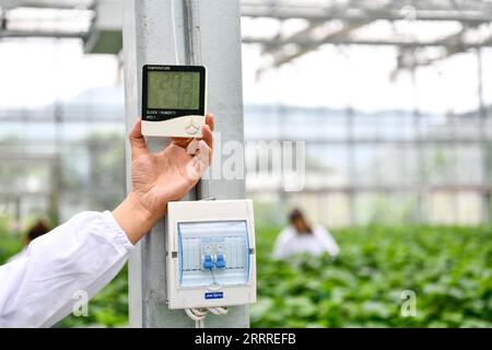 230525 -- GUIYANG, 25 maggio 2023 -- Un lavoratore controlla la temperatura e l'umidità in una serra di piantine nella contea di Kaiyang, nella provincia di Guiyang, nella Cina sud-occidentale, 23 maggio 2023. Negli ultimi anni, basandosi sullo sviluppo dei big data, la provincia di Guizhou ha accelerato la promozione e l'applicazione di nuovi modelli di agricoltura intelligente, al fine di migliorare l'efficienza della produzione agricola. CHINA-GUIZHOU-AGRICULTURE-BIG DATA CN YANGXWENBIN PUBLICATIONXNOTXINXCHN Foto Stock