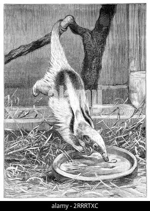 Incisione d'epoca del 1902 di una Tamandua meridionale o di una Anteater minore (Tamandua tetradactyla). Foto Stock