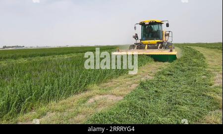 230618 -- CHONGQING, 18 giugno 2023 -- questa foto scattata il 23 maggio 2023 mostra una macchina agricola che vende raccolto in una base di soilizzazione nel deserto nella prefettura di Hotan, nella regione autonoma di Xinjiang Uygur della Cina nord-occidentale. DA SEGUIRE in tutta la Cina: L'innovazione della sci-tecnologia trasforma le sabbie del deserto in terreni arabili INNOVAZIONE DELLA CINA-ARABILI LAND-sci-TECH CN GuxXun PUBLICATIONxNOTxINxCHN Foto Stock