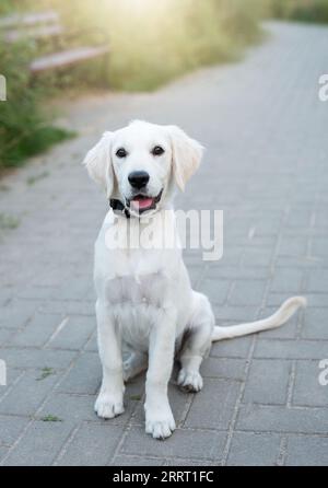 Un carino cucciolo labrador retriever. Cucciolo Golden Retriver in giardino. Foto Stock