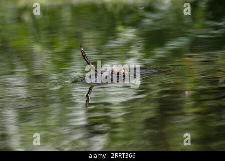 DRAGONFLY intrappolato nelle acque di superficie, Regno Unito. Foto Stock