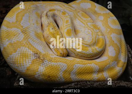 Primo piano su un colorato pitone birmano albino regius dorato, grande, arricciato, con segni gialli in un terrario Foto Stock