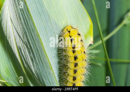 bruco giallo con puntini neri della farfalla Zygaena filipendulae. Foto Stock