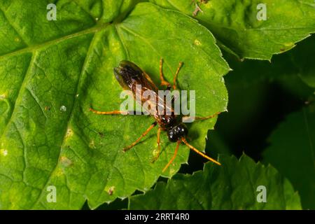 Primo piano su una colorata segheria verde, Tenthredo mesomela su una foglia di geranio verde nel giardino. Foto Stock