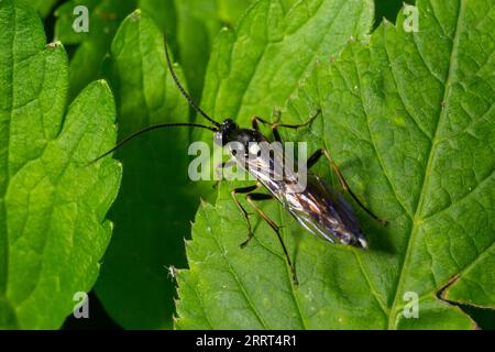 Primo piano su una colorata segheria verde, Tenthredo mesomela su una foglia di geranio verde nel giardino. Foto Stock