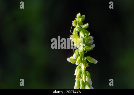 Colonia di afide di cotone chiamata anche afide di melone e afide di cotone Aphis gossypii su una foglia. Foto Stock