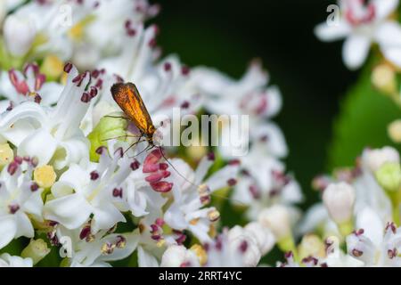 Immagine ravvicinata di una farfalla a gambe lunghe, Nemophora degeerella su fiori bianchi. Foto Stock