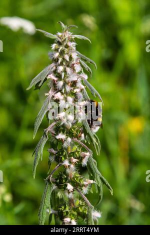 Bombus su Leonurus cardiaca pianta verde in giardino estivo. Leonurus cardiaca con fiori viola e foglie verdi. Erba madre pianta in giardino di erbe Foto Stock