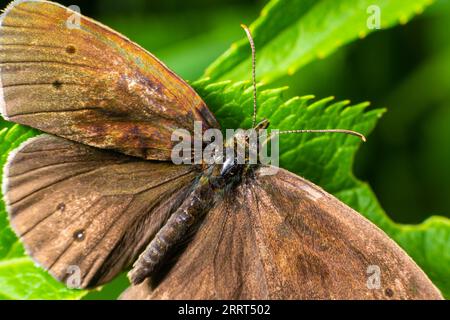 Primo piano sulla farfalla del ringlet, Aphantopus hyperantus, seduta con le ali aperte su una foglia verde. Foto Stock