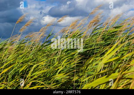 Comune canna Phragmites australis. Ispessimenti di morbidi tronchi secchi di canna comune sullo sfondo del cielo blu autunnale. Primo piano. Concetto di natura per des Foto Stock