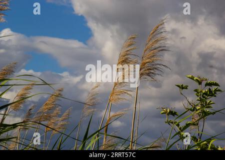 Comune canna Phragmites australis. Ispessimenti di morbidi tronchi secchi di canna comune sullo sfondo del cielo blu autunnale. Primo piano. Concetto di natura per des Foto Stock