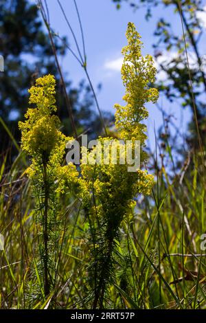 Prato fiorito, verum di Galium, cannuccia della signora o cannuccia gialla. Galum verum è una pianta perenne erbacea. Pianta sana. Foto Stock