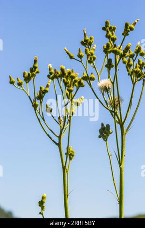 Comune Groundsel o Senecio vulgaris in selvatici, Bielorussia. Foto Stock