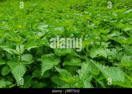 Urtica, ortiche o ortiche pungenti il nome tedesco è Brennesseln per medico e tè. Foto Stock