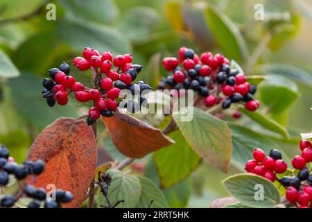 Il frutto Viburnum lantana. È un verde in un primo momento, che diventa rosso, poi infine nero, viandarro o albero di viandaratura è una specie di Viburnum. Foto Stock