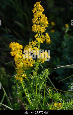 Prato fiorito, verum di Galium, cannuccia della signora o cannuccia gialla. Galum verum è una pianta perenne erbacea. Pianta sana. Foto Stock