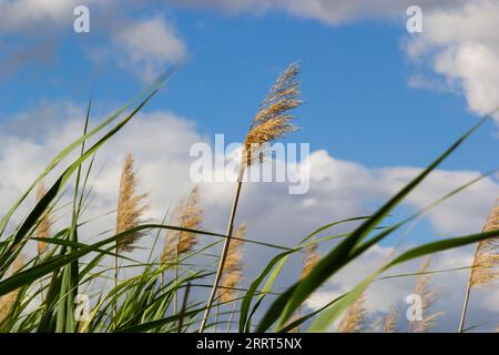 Phragmites australis foglie e fiori vicino al lago in autunno sono mossi dal vento. Foto Stock