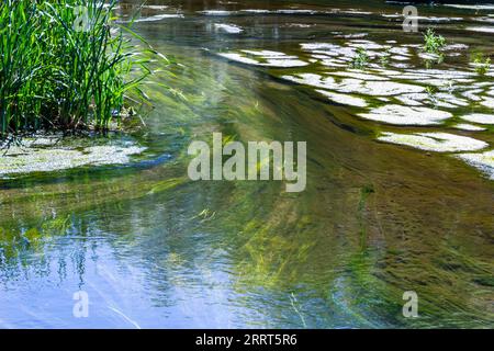 alghe nel fiume in estate, giorno di sole. vista dall'alto. Foto Stock