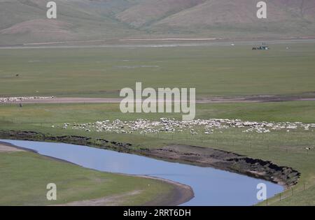 230702 -- HULUN BUIR, 2 luglio 2023 -- questa foto scattata il 1° luglio 2023 mostra il foraggio di pecore nelle praterie di Hulun Buir, nella regione autonoma della Mongolia interna della Cina settentrionale. CHINA-INNER MONGOLIA-HULUN BUIR-VIEW CN CHENGXTINGTING PUBLICATIONXNOTXINXCHN Foto Stock