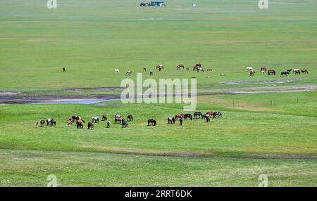 230702 -- HULUN BUIR, 2 luglio 2023 -- questa foto scattata il 1° luglio 2023 mostra cavalli che si nutrono di prati nella regione autonoma della Mongolia interna di Hulun Buir, nel nord della Cina. CHINA-INNER MONGOLIA-HULUN BUIR-VIEW CN LIANXZHEN PUBLICATIONXNOTXINXCHN Foto Stock
