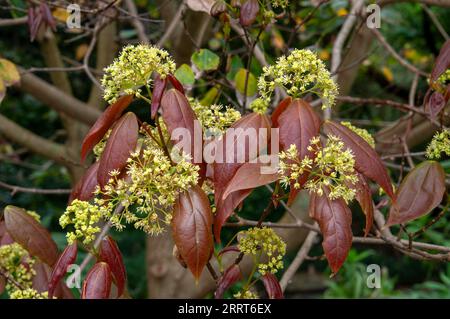 Sydney Australia, acer paxii è una specie di acero originaria della Cina sud-occidentale Foto Stock