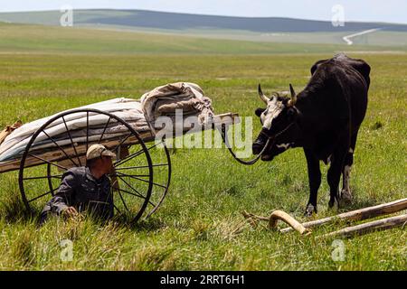 230702 -- HULUN BUIR, 2 luglio 2023 -- Un pastore guarda il suo bestiame a Hulun Buir, nella regione autonoma della Mongolia interna della Cina settentrionale, 1 luglio 2023. CHINA-INNER MONGOLIA-HULUN BUIR-VIEW CN LANXHONGGUANG PUBLICATIONXNOTXINXCHN Foto Stock
